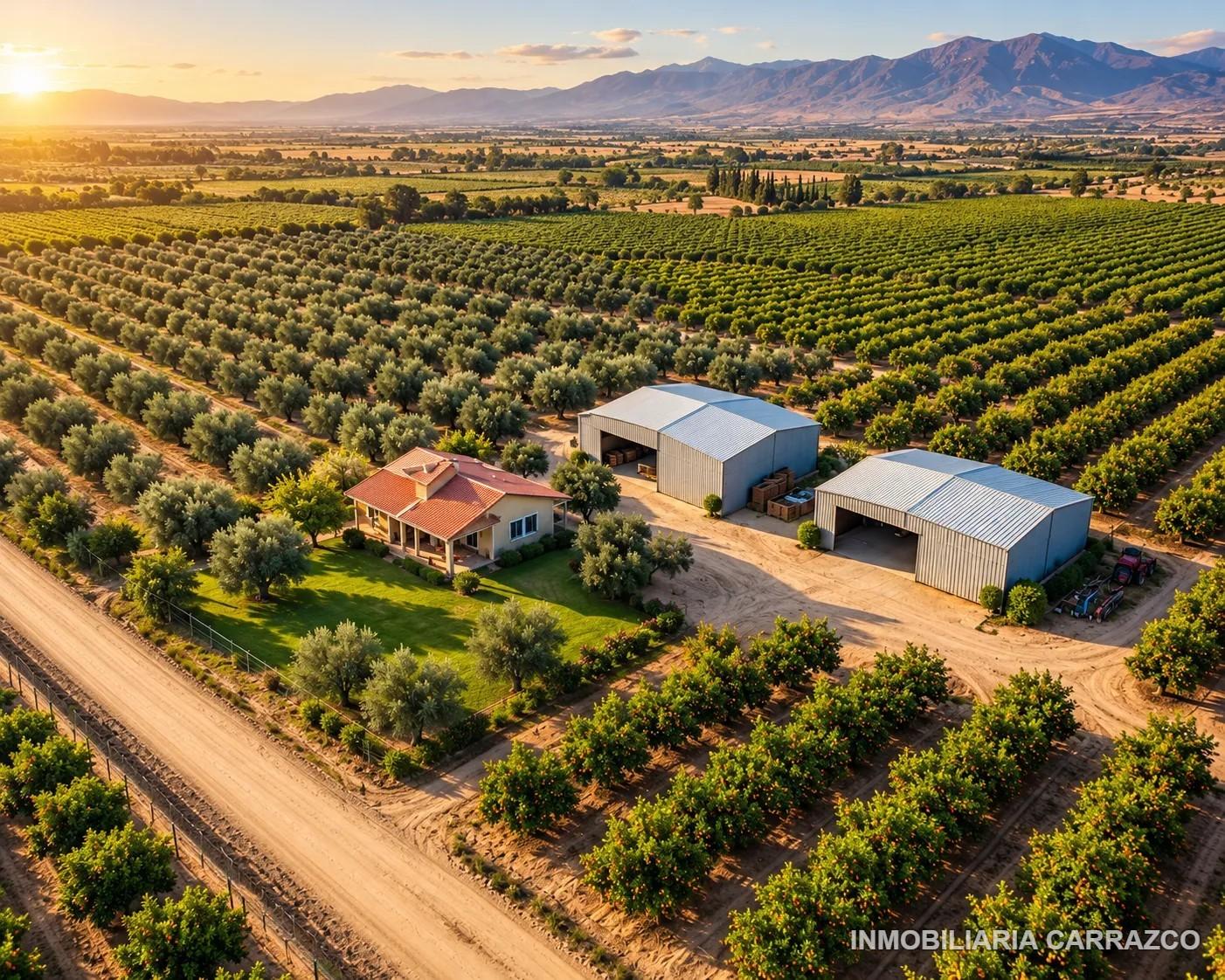 Finca de 3,7 hectáreas en producción, con casa y dos galpones, en Belgrano, Maipú